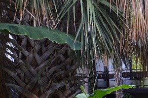 6011 Gaston - FOX TROTT Courtyard Cabana - Pool